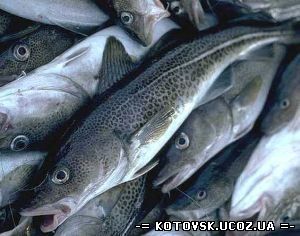 В Украине будет реформирована рыбная отрасль